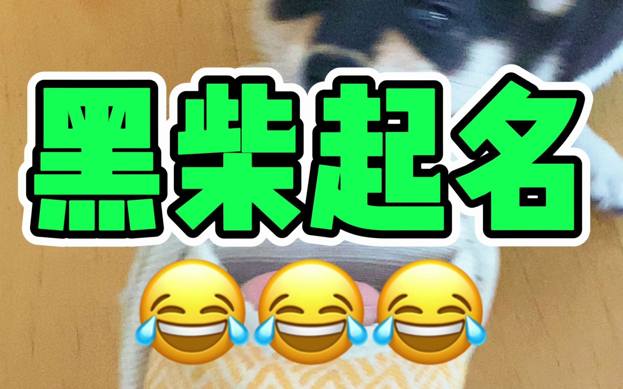 𐟘‚小黑柴终于取名了!哔哩哔哩bilibili