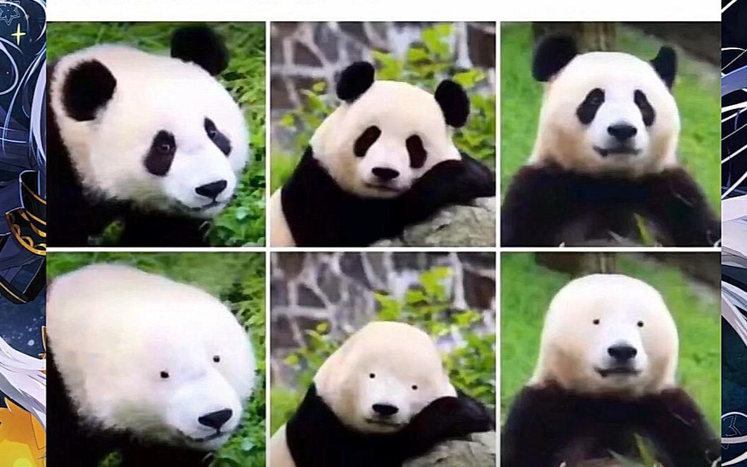 熊猫沙雕图片 壁纸图片