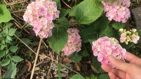 绣球星花火 绣球中的小清新 惊艳了这个冬天 哔哩哔哩 Bilibili