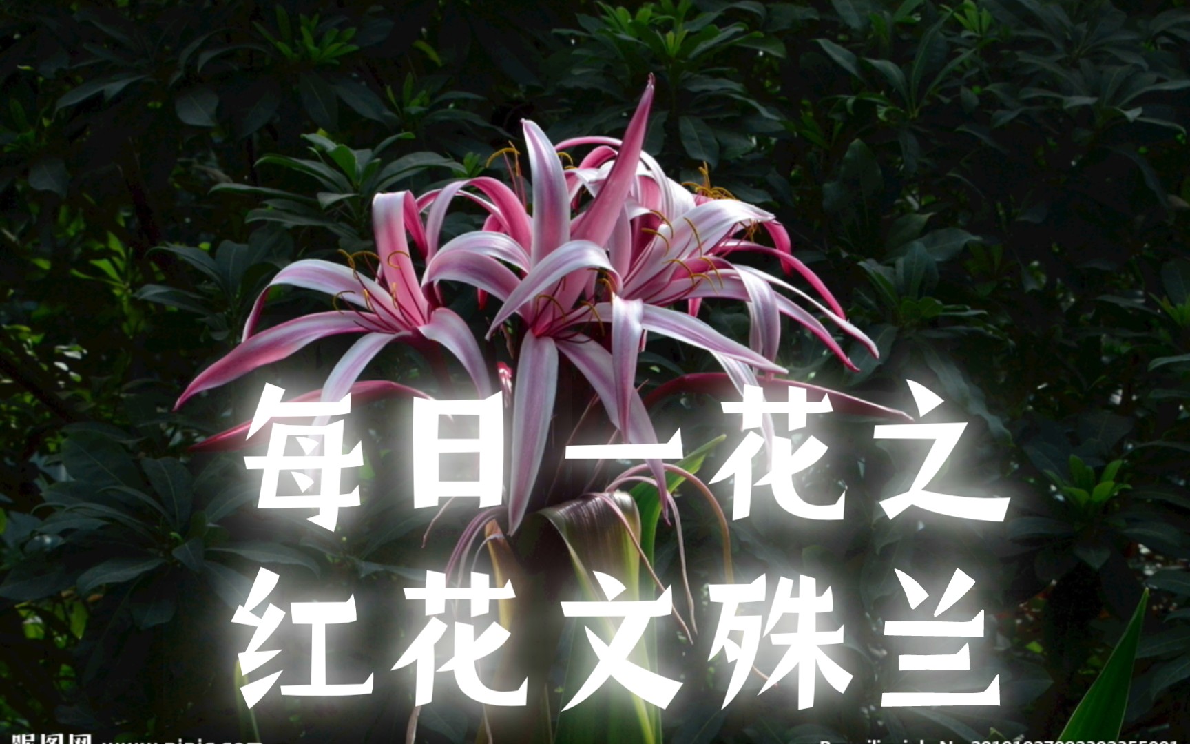 每日一花之红花文殊兰你知道它的花语吗?