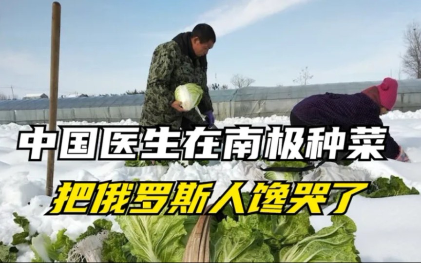 中国医生在南极种菜把俄罗斯人馋哭了种菜真是分人