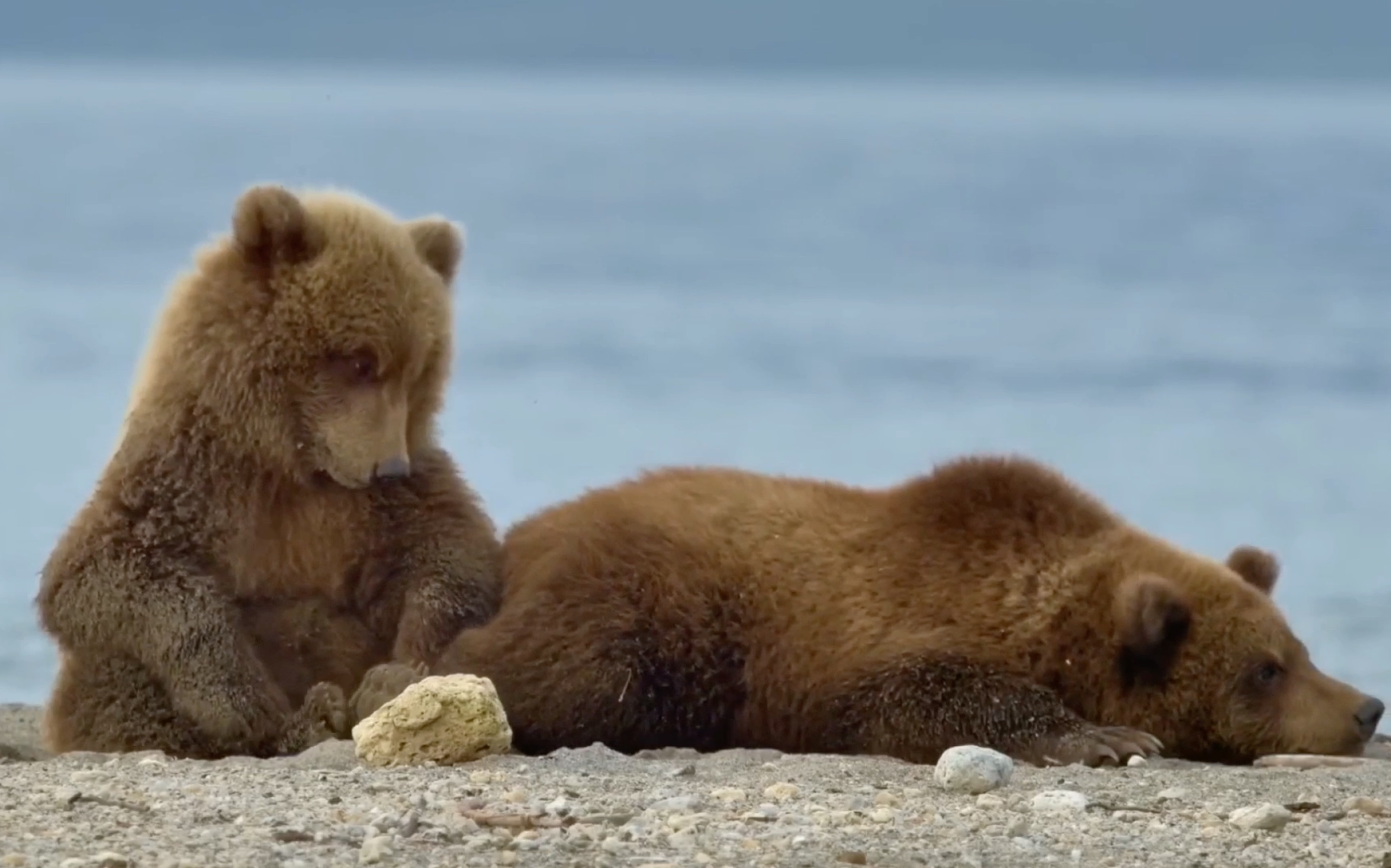两只小熊好委屈哦!难道是因为熊妈妈心情不好吗?
