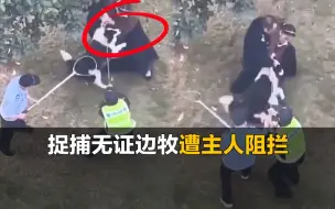 工作人员捉捕无证边牧，遭主人强行阻拦