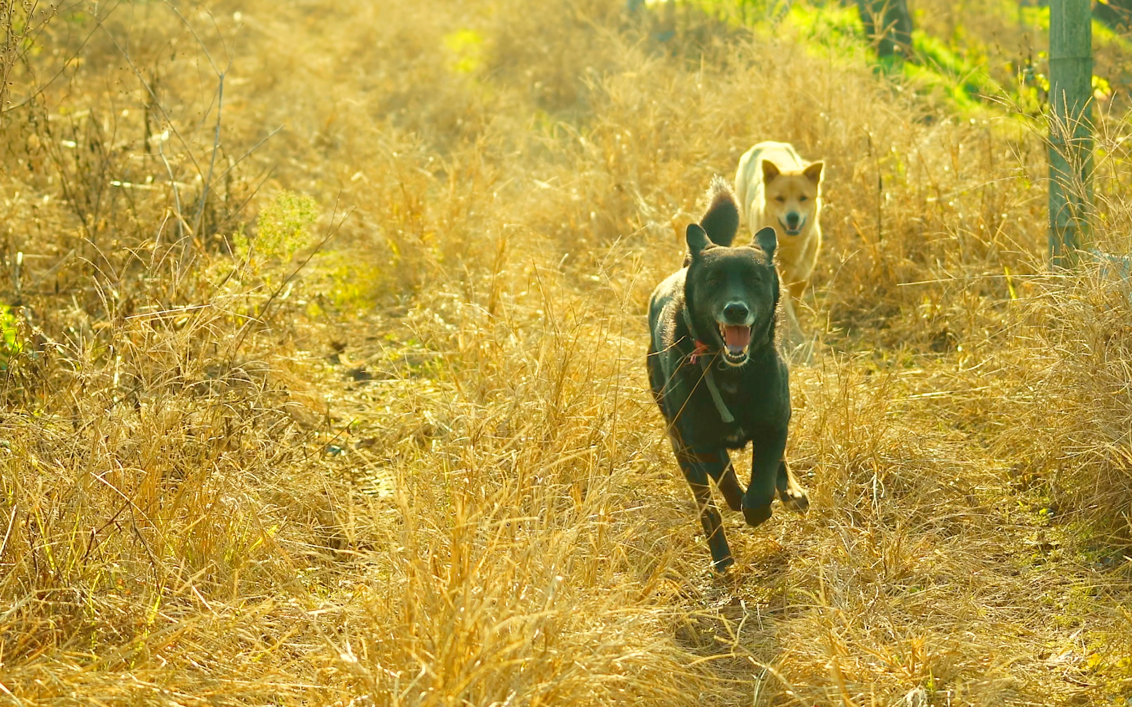 农村狗子的快乐