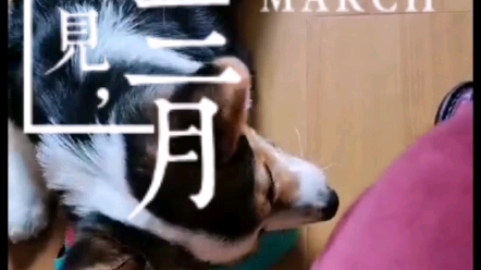 三色柯基犬多多来了!哔哩哔哩bilibili