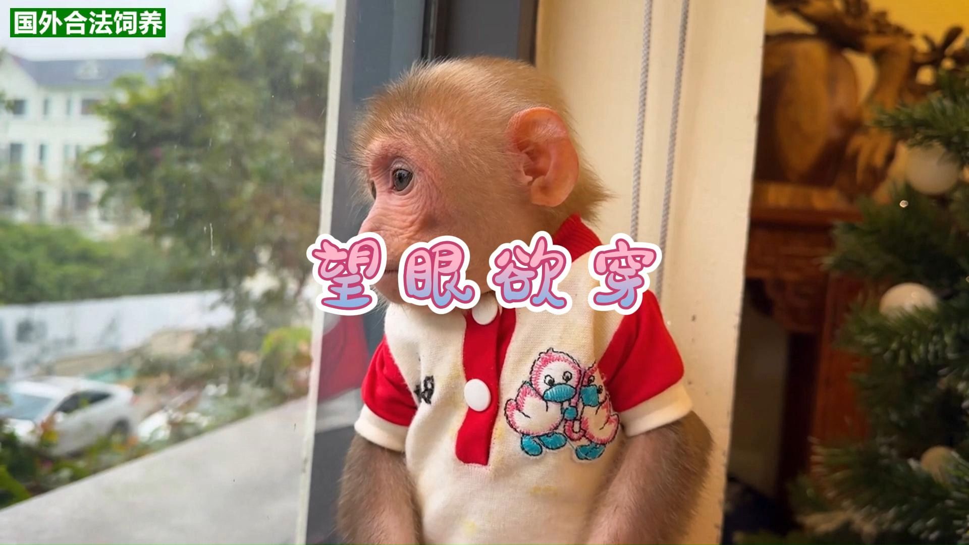 小猴子毕毕望眼欲穿,终于盼到爸爸回家了
