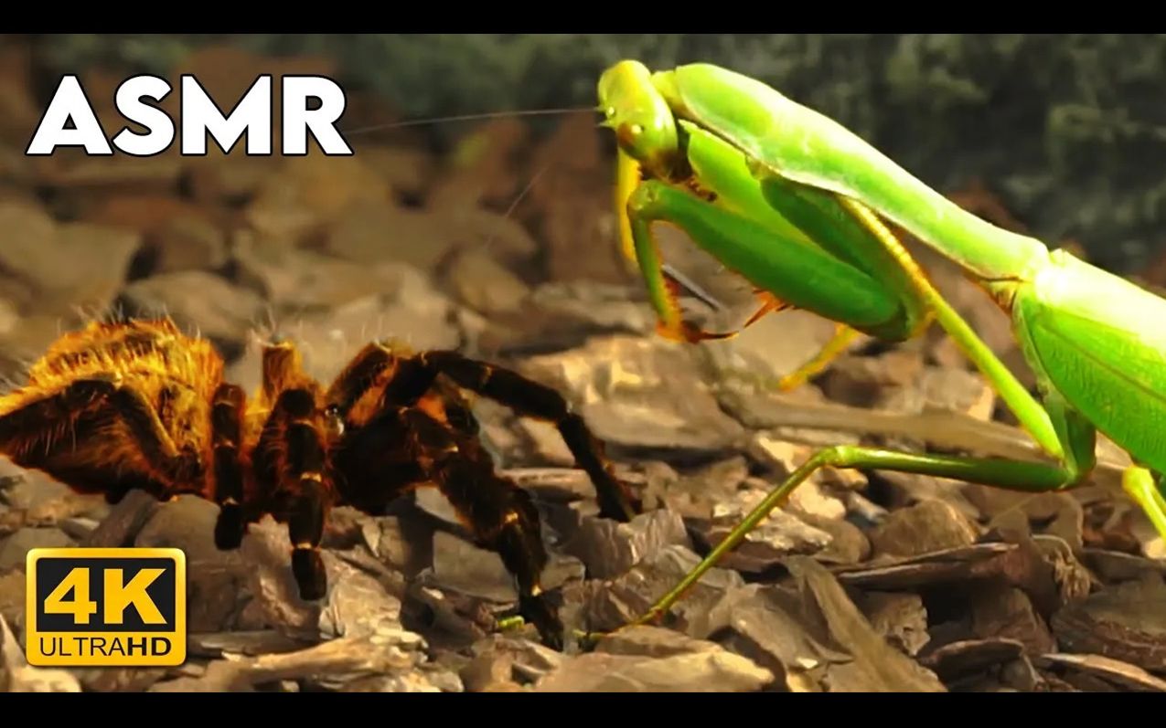 4k60帧解压咀嚼音螳螂进食狼蛛