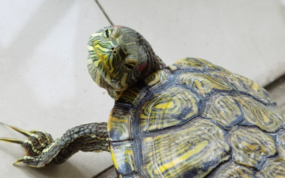 活动  【巴西龟】温柔娇憨的公龟倒像只软妹