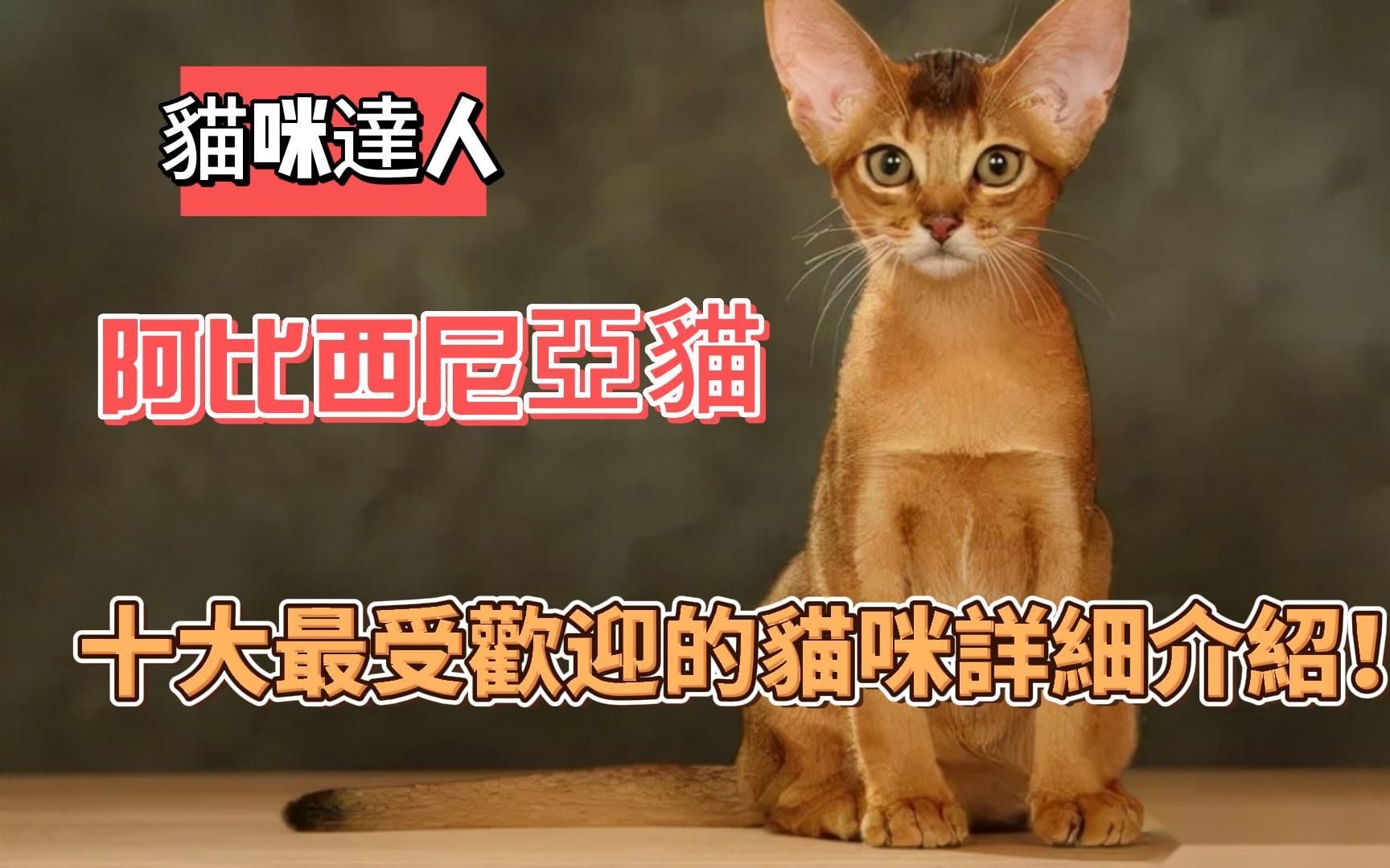 【猫咪达人】十大最受欢迎的猫咪详细介绍!阿比西尼亚猫哔哩哔哩bilibili