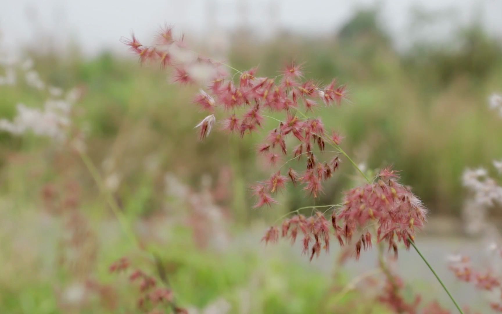 【空镜头】 植物夏季野草草地 视频素材分享哔哩哔哩bilibili