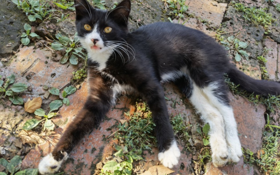 白丝大长腿白手套小黑猫和逗猫棒