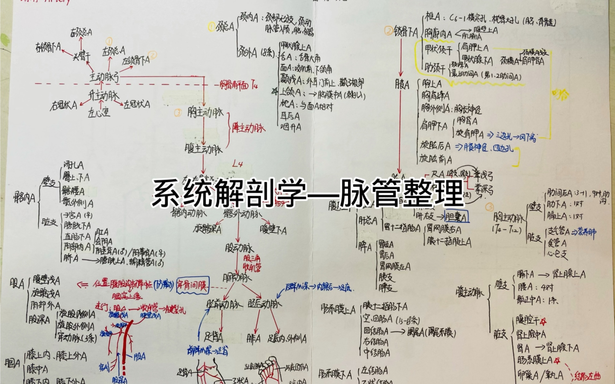 静脉思维导图图片