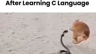 学完C后在学Python 👍