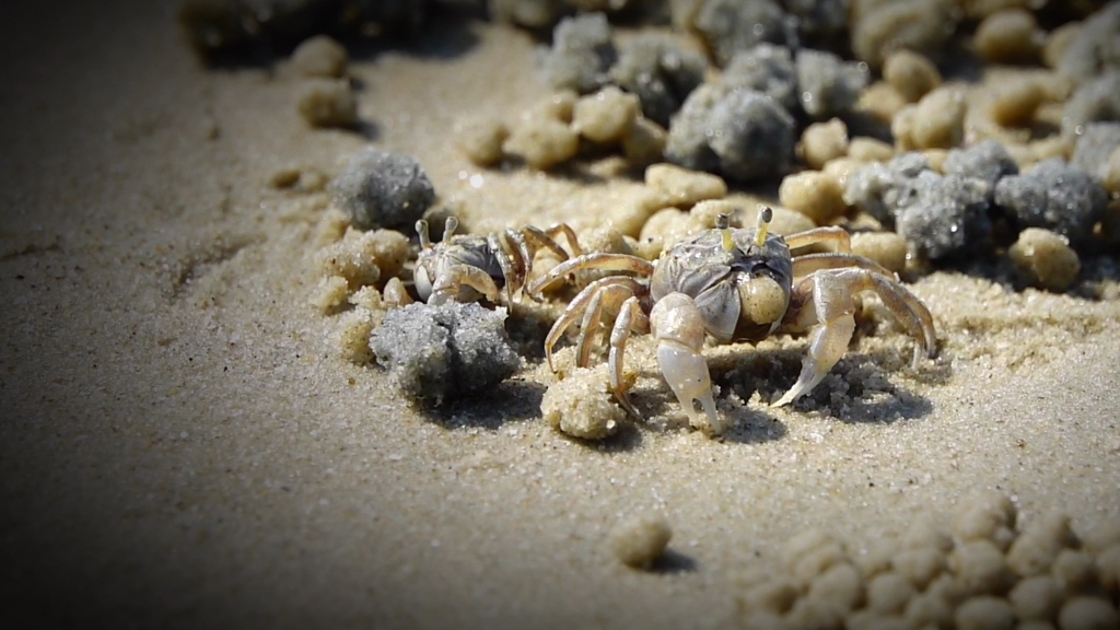 北海银滩_圆球股窗蟹