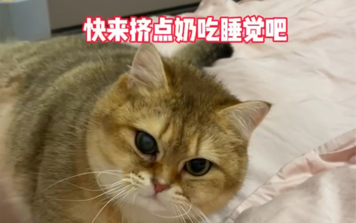 [图]猫:喝了我的奶，就是我的崽！