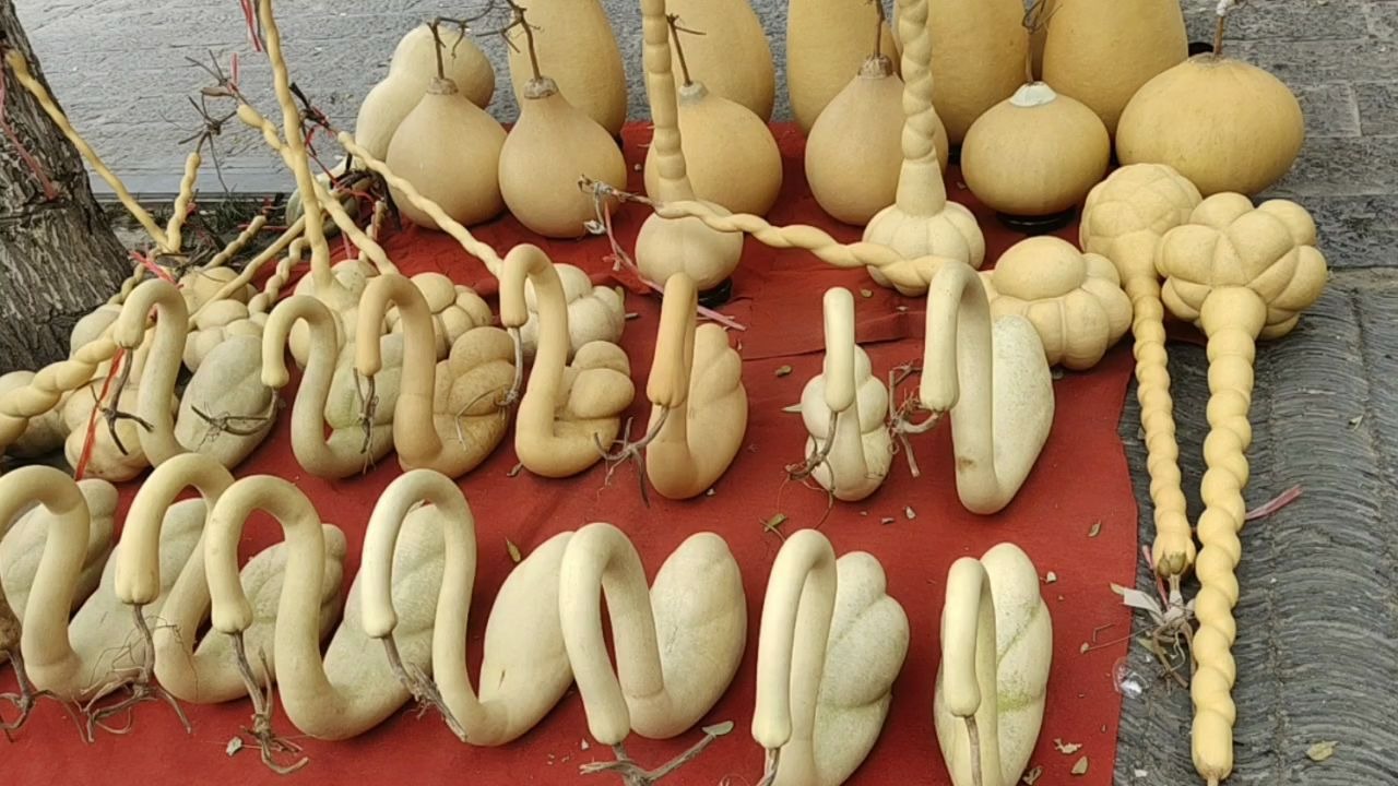 河北大城勒扎葫芦展区