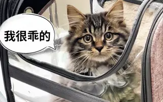 长毛狸花猫 哔哩哔哩 Bilibili