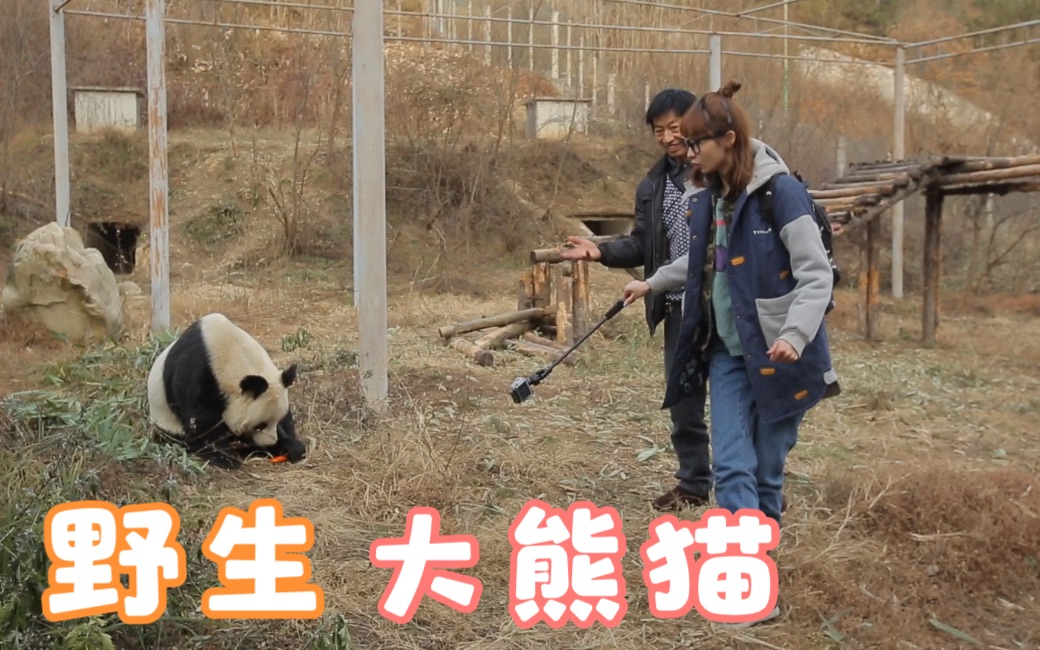 [图]与野生大熊猫零距离，其实还是有一定危险性