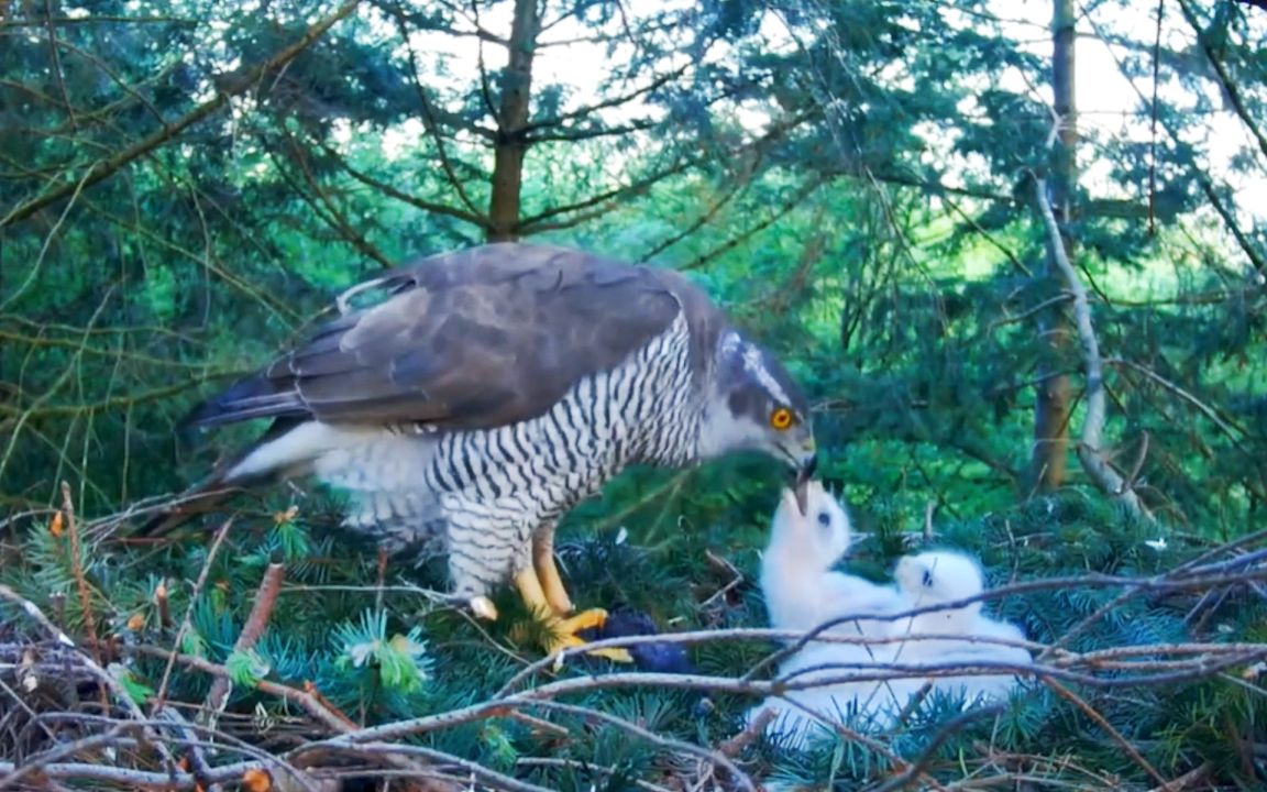 苍鹰养育三只幼鸟,真不容易啊