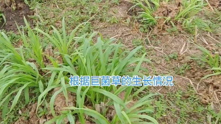 巨菌草种植管理非常简单,容易掌握,只要注意土壤、密度、周期和采割管理等方面,就能够实现高仿、高效、环保的养鱼效果.#养鱼 #牧草 #农业哔哩哔...