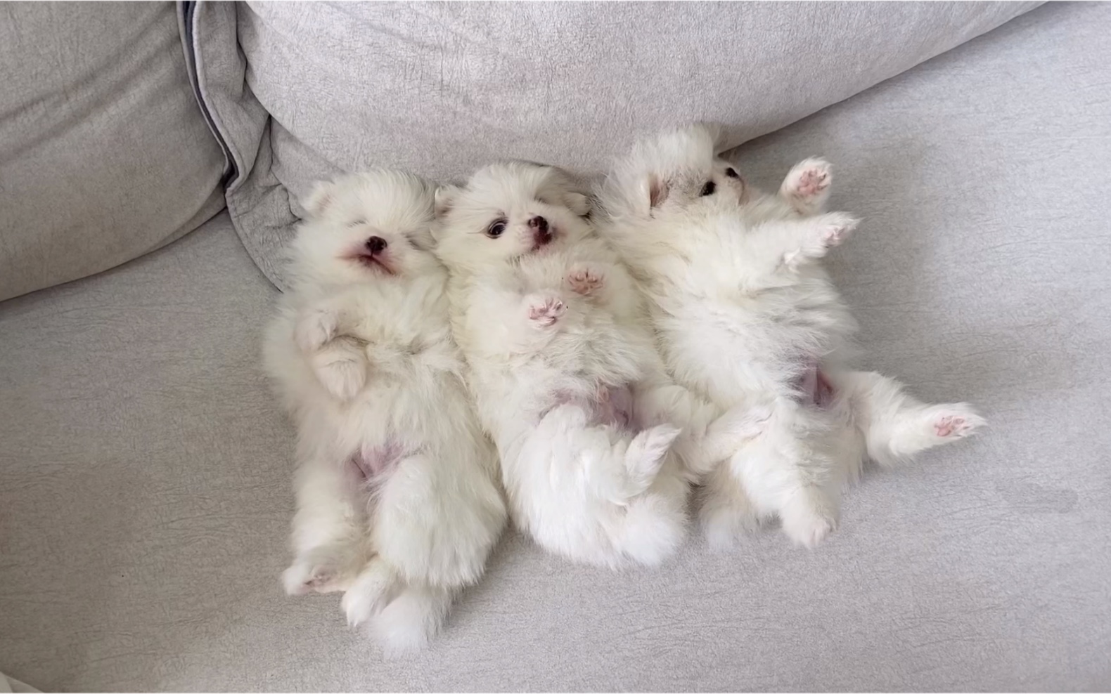 刚满月的小博美第一次出来,四仰八叉假装睡觉喊都喊不醒,太萌了