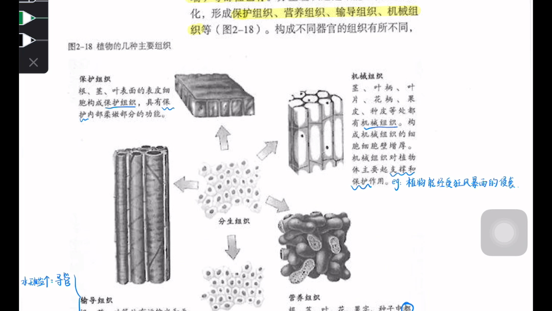 植物结构层次示意图图片