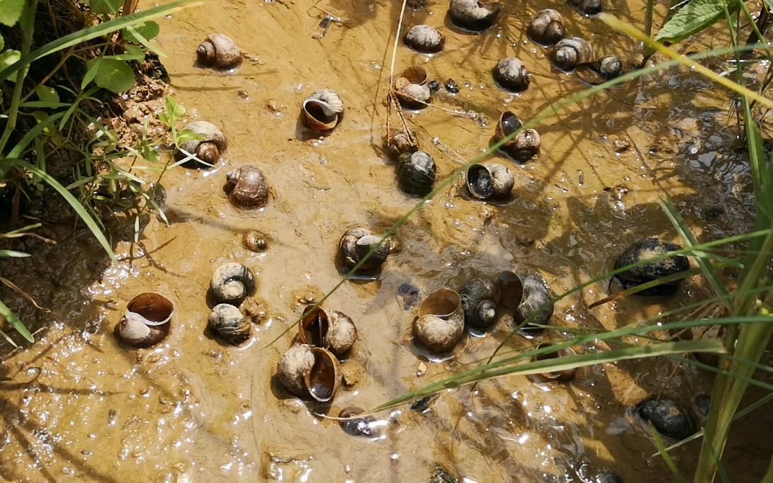 这里的田螺多到泛滥成灾,小伙随便一捡就是大半桶,用来喂鸭子
