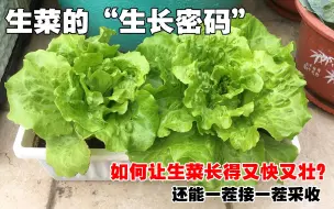 Download Video: 阳台种菜，如何自己种出高产、好吃的生菜？手把手分享全过程