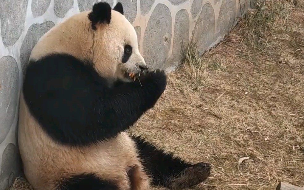 【大熊猫乔乔】春暖花开,老乔你该健身啦