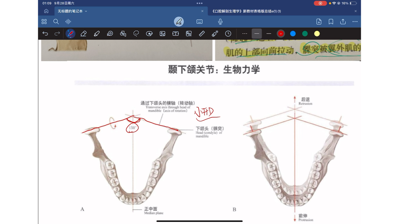 自学口解,以讲代背(颞下颌关节运动4)