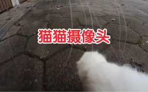 给猫戴上摄像头，看到了她骂骂咧咧的一面…