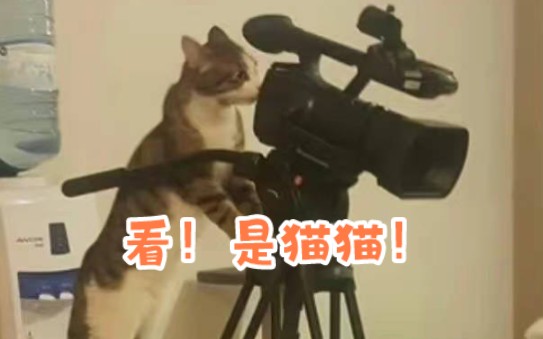 山西大学坞城校区猫猫图鉴合集哔哩哔哩bilibili