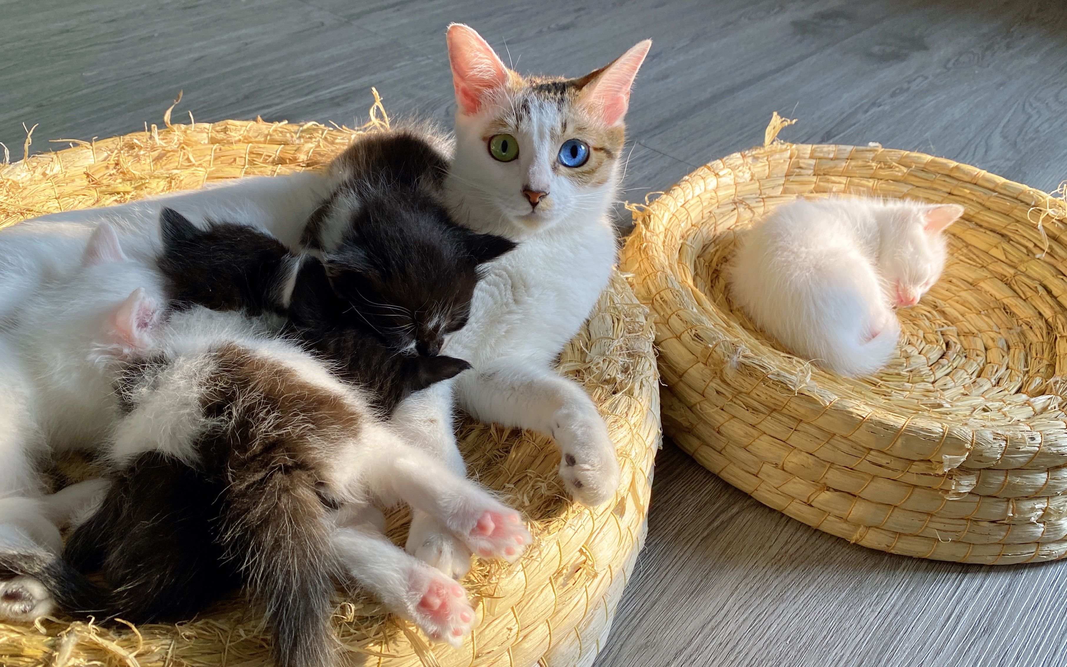 猫妈妈给小猫喂奶,四只小猫抢着吃,还有 一只竟在呼呼大睡