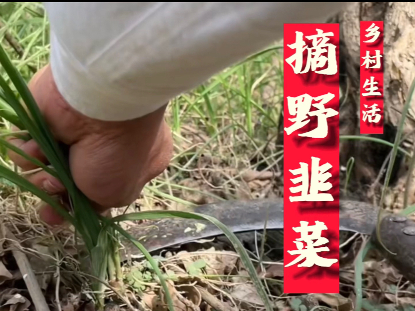 挖多少和怎么吃都不重要,重要的是挖的开心,挖的是野韭菜,收获的是快乐和儿时的记忆.#大自然的馈赠 #又到了吃野菜的季节了#你的家乡有这种植物吗 ...