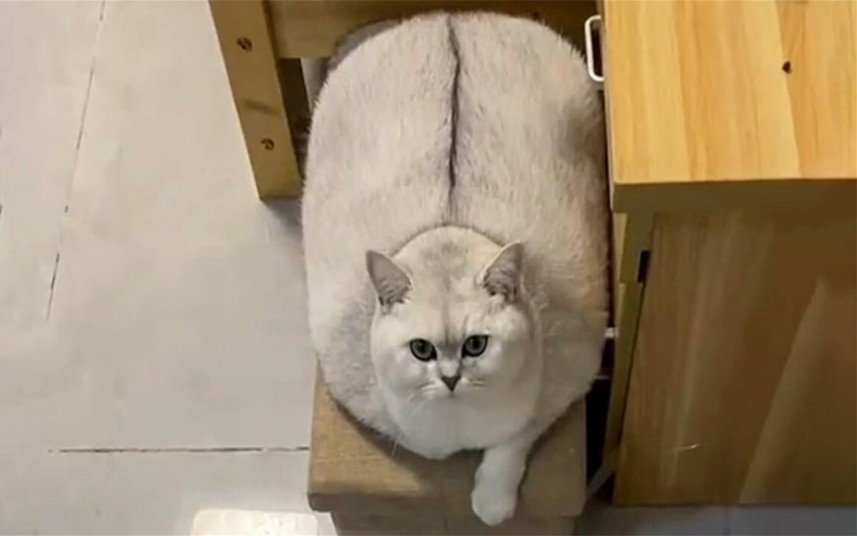 那些胖成煤气罐的猫咪,胖嘟嘟的也太可爱了吧