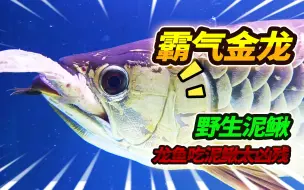 Descargar video: 2023第一次投喂猛鱼缸，大金龙直接霸气吃泥鳅，巨骨舌鱼惨不忍睹