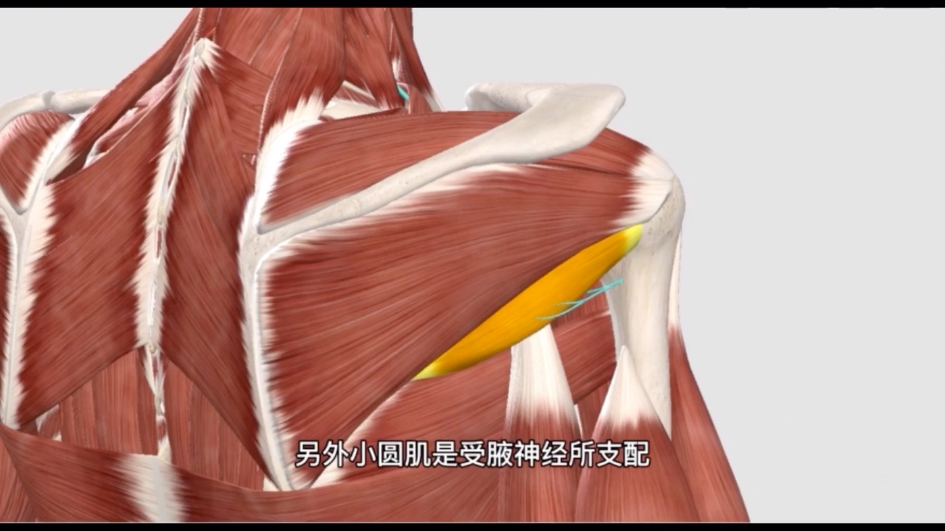 小圆肌的功能解剖和手法操作
