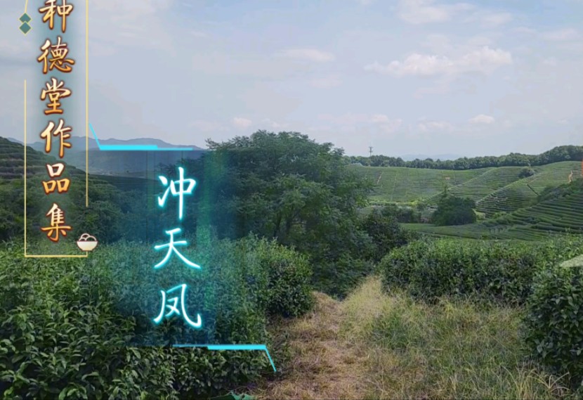 种德堂作品集,系列二冲天凤《上篇》哔哩哔哩bilibili