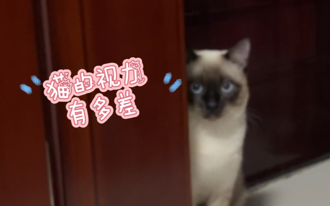 猫的视力有多差?被猫砂吓炸毛的旺仔哔哩哔哩bilibili