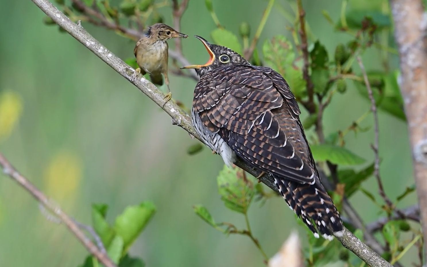 杜鹃鸟嫌弃养母带回的食物太少,竟然攻击鸟妈妈_哔哩哔哩_bilibili