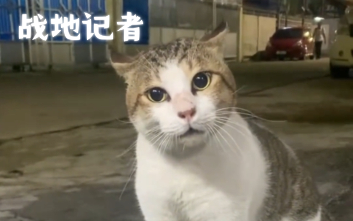 进来看猫咪吵架