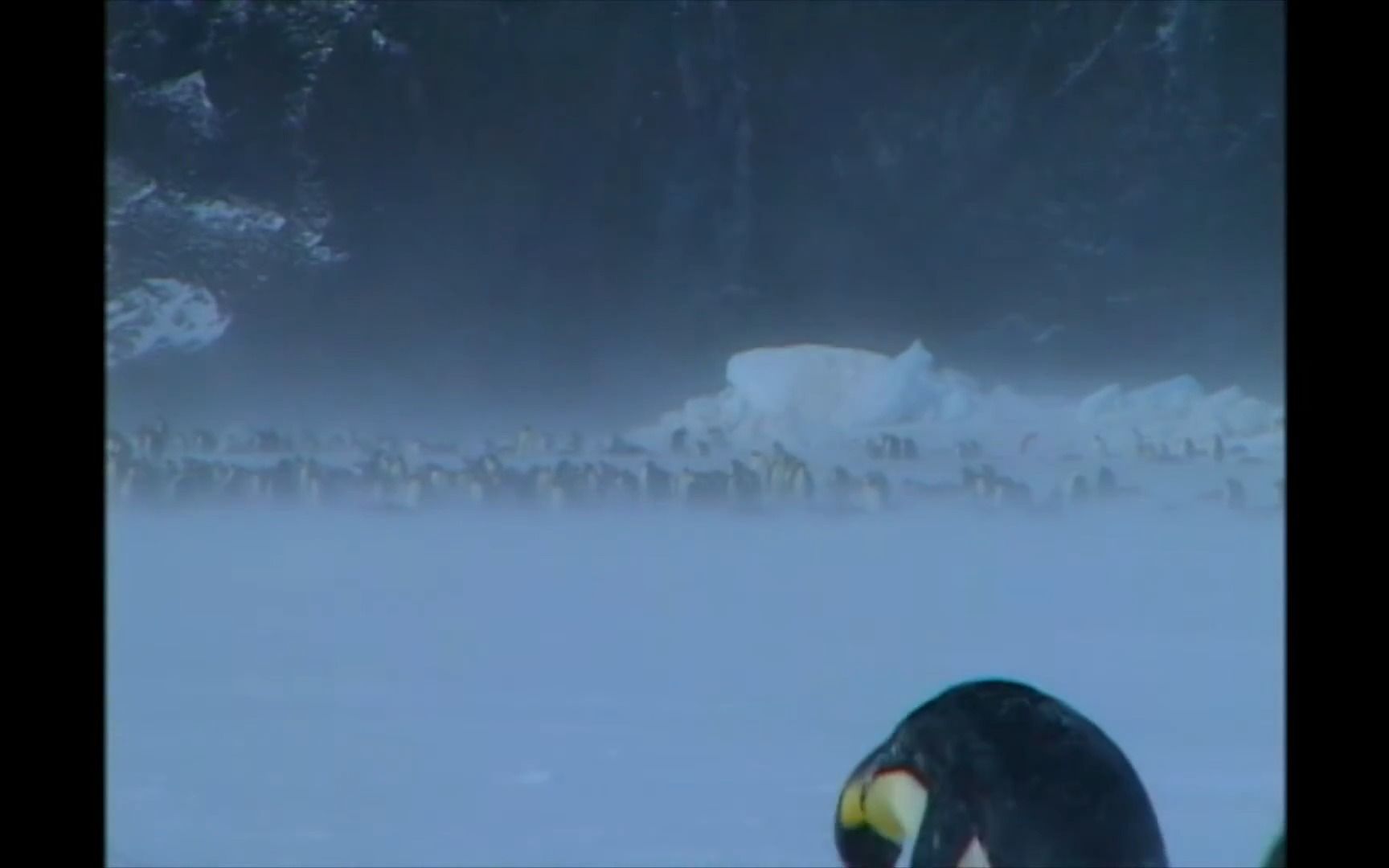 国家地理 Crittercam Emperor Penguins 帝企鹅日记幕后绝版纪录短片 2005哔哩哔哩bilibili