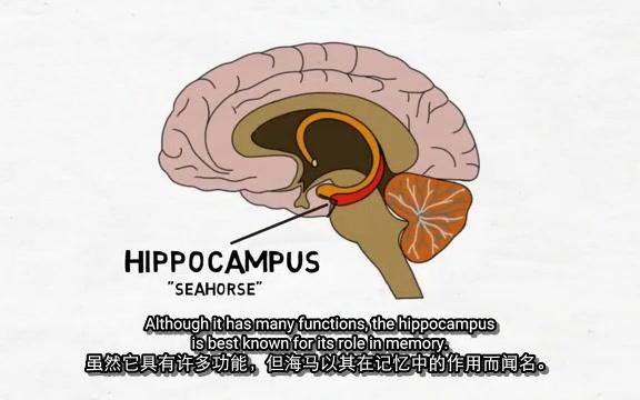 2Minute Neuroscience The Hippocampus#21 海马 转载自YouTube 中英双语字幕哔哩哔哩bilibili