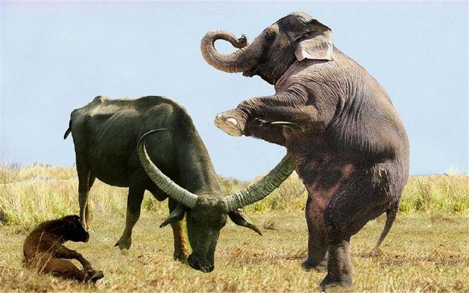 罕见!大象与野牛较量,水牛被单方面碾压,镜头记录下全程
