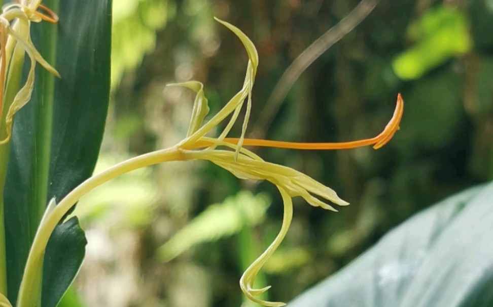 舞姿婀娜的滇姜花滇舞花姜_哔哩哔哩_bilibili