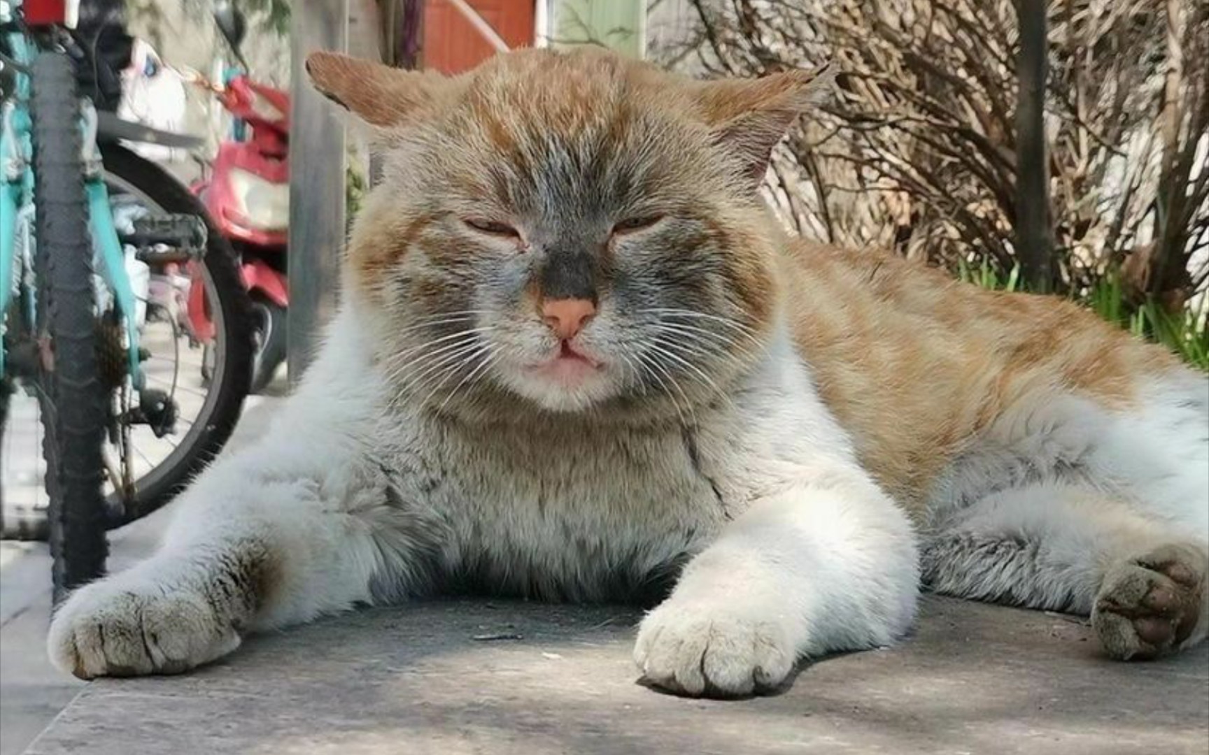[猫猫]百猫图鉴(33/100)脏脏猫 它是去挖煤了吗