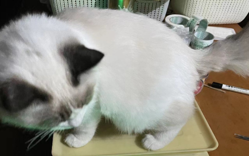 玩球球的小猫咪