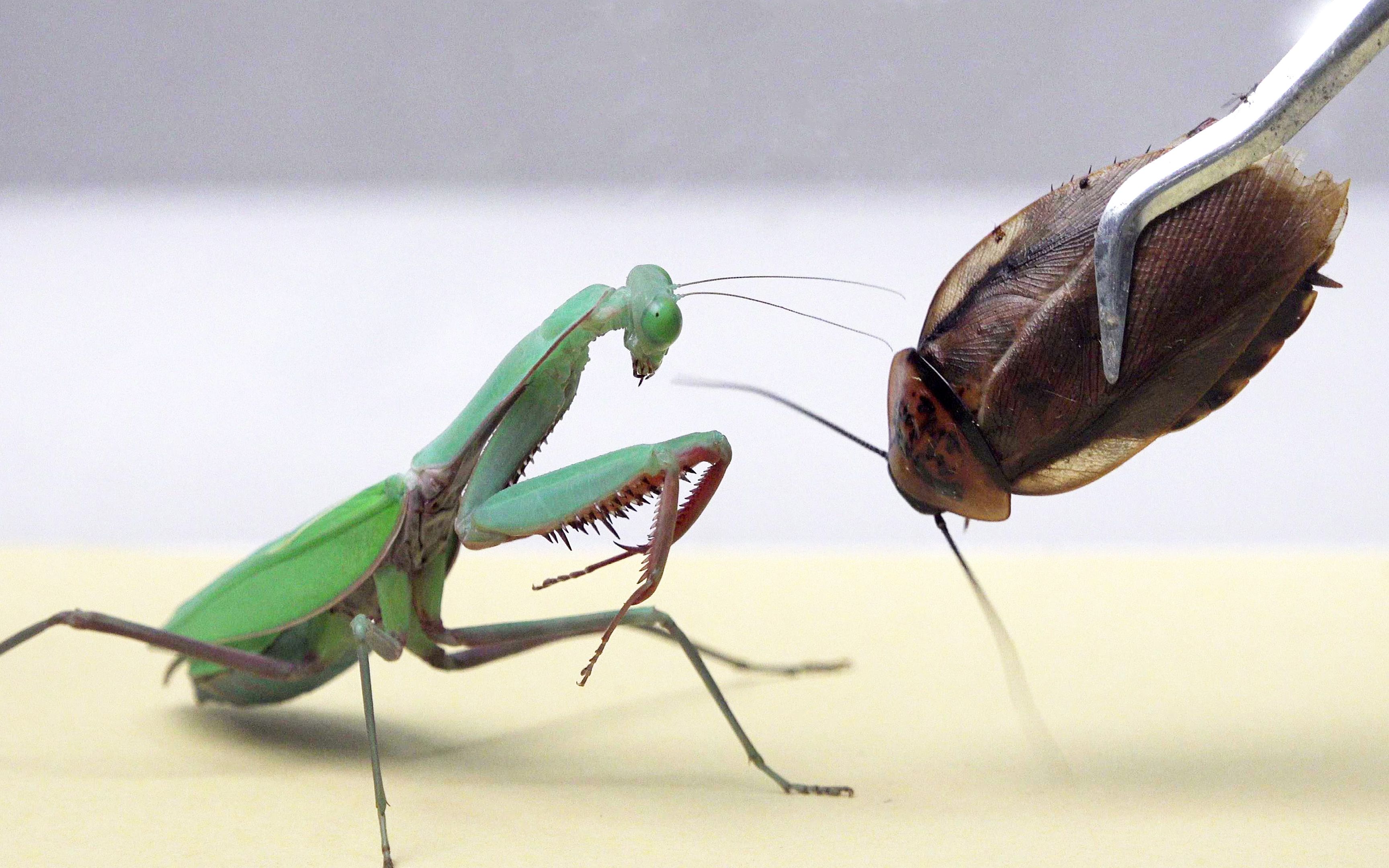 授粉蟋蟀vs澳宽螳螂图片