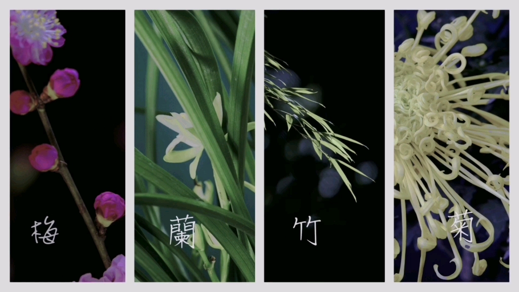 [图]【原创】【延时摄影】【合辑】花中四君子梅兰竹菊