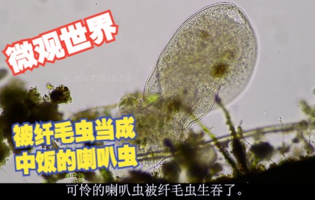 微观世界可怜喇叭虫被纤毛虫生吞哔哩哔哩bilibili